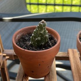 Photo of the plant species Variegated Joseph's Coat by @HipAloepepe73 named Cleopatra on Greg, the plant care app