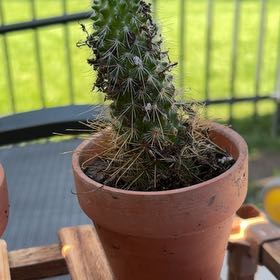 Photo of the plant species Common Fishhook Cactus by @HipAloepepe73 named Willow on Greg, the plant care app