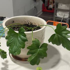 Photo of the plant species Alocasia 'Portora' by @HipAloepepe73 named Winston on Greg, the plant care app