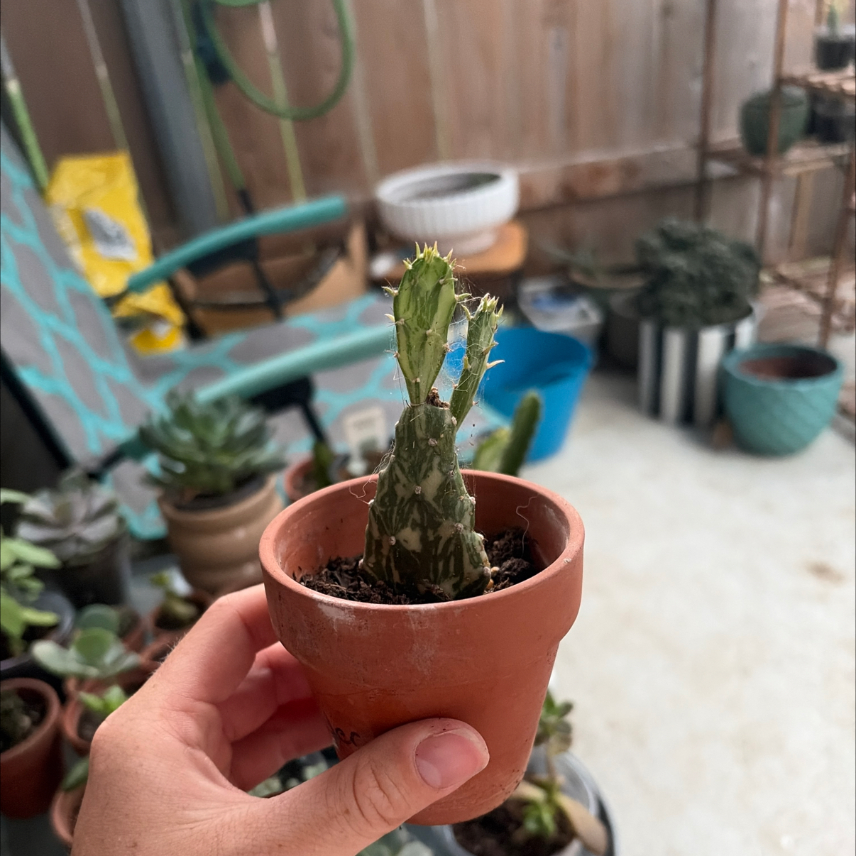Photo of the plant species Variegated Joseph's Coat by @HipAloepepe73 named Cleopatra on Greg, the plant care app