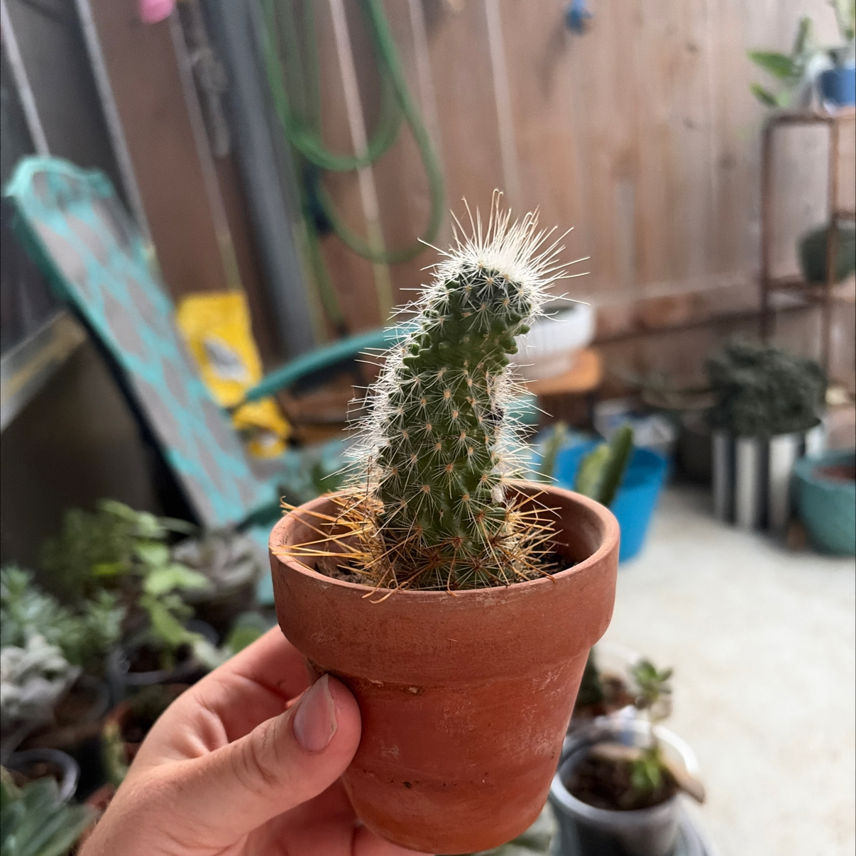 Photo of the plant species Common Fishhook Cactus by @HipAloepepe73 named Willow on Greg, the plant care app