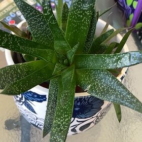 Photo of the plant species Lace Aloe by @SuppleRuby14 named McKinley on Greg, the plant care app