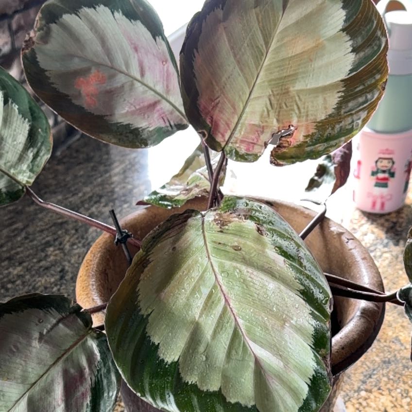 Photo of the plant species Calathea picturata 'Argentea' by @UberShangrila58 named Clooney on Greg, the plant care app