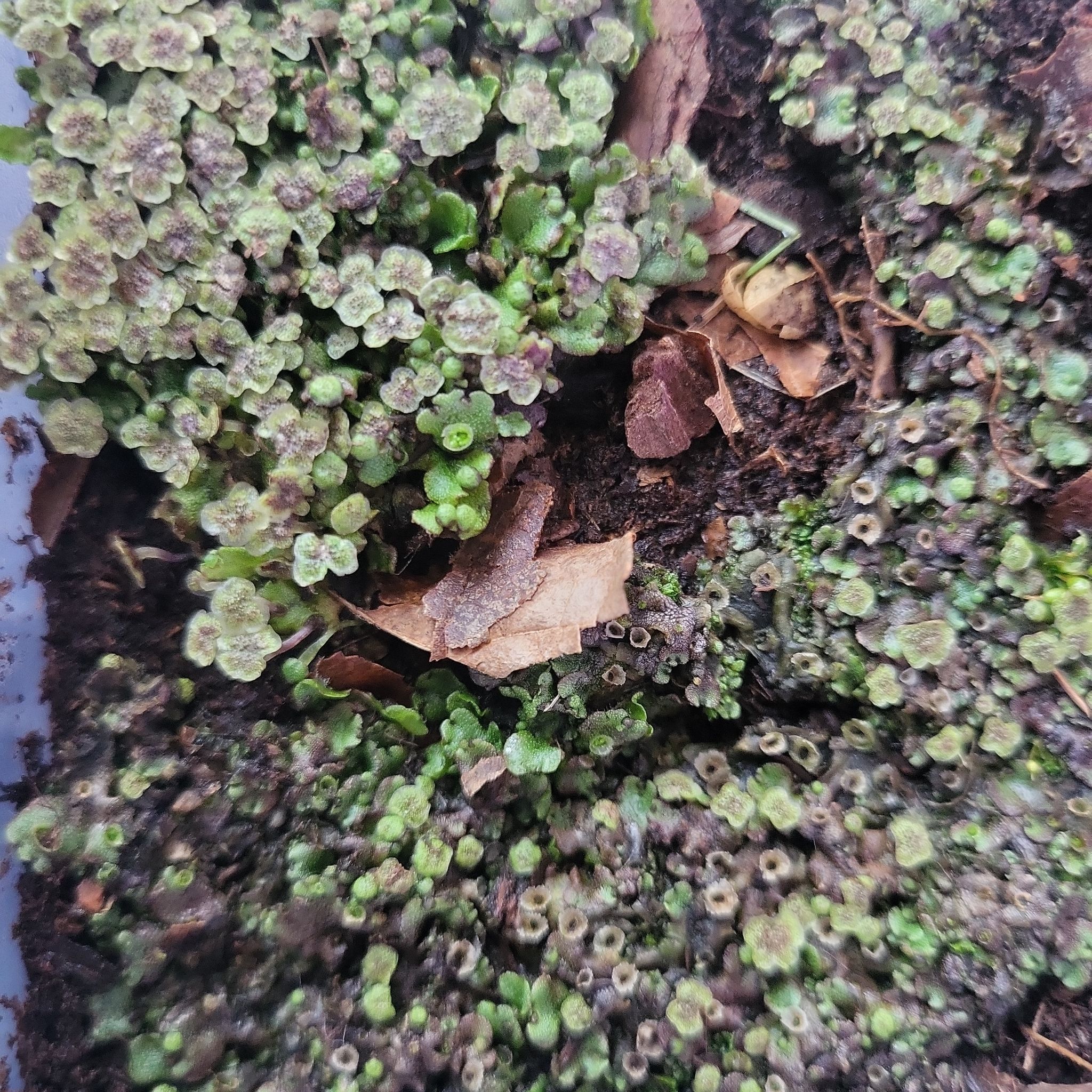 Photo of the plant species Common Liverwort by @plantbestie1119 named Liv on Greg, the plant care app
