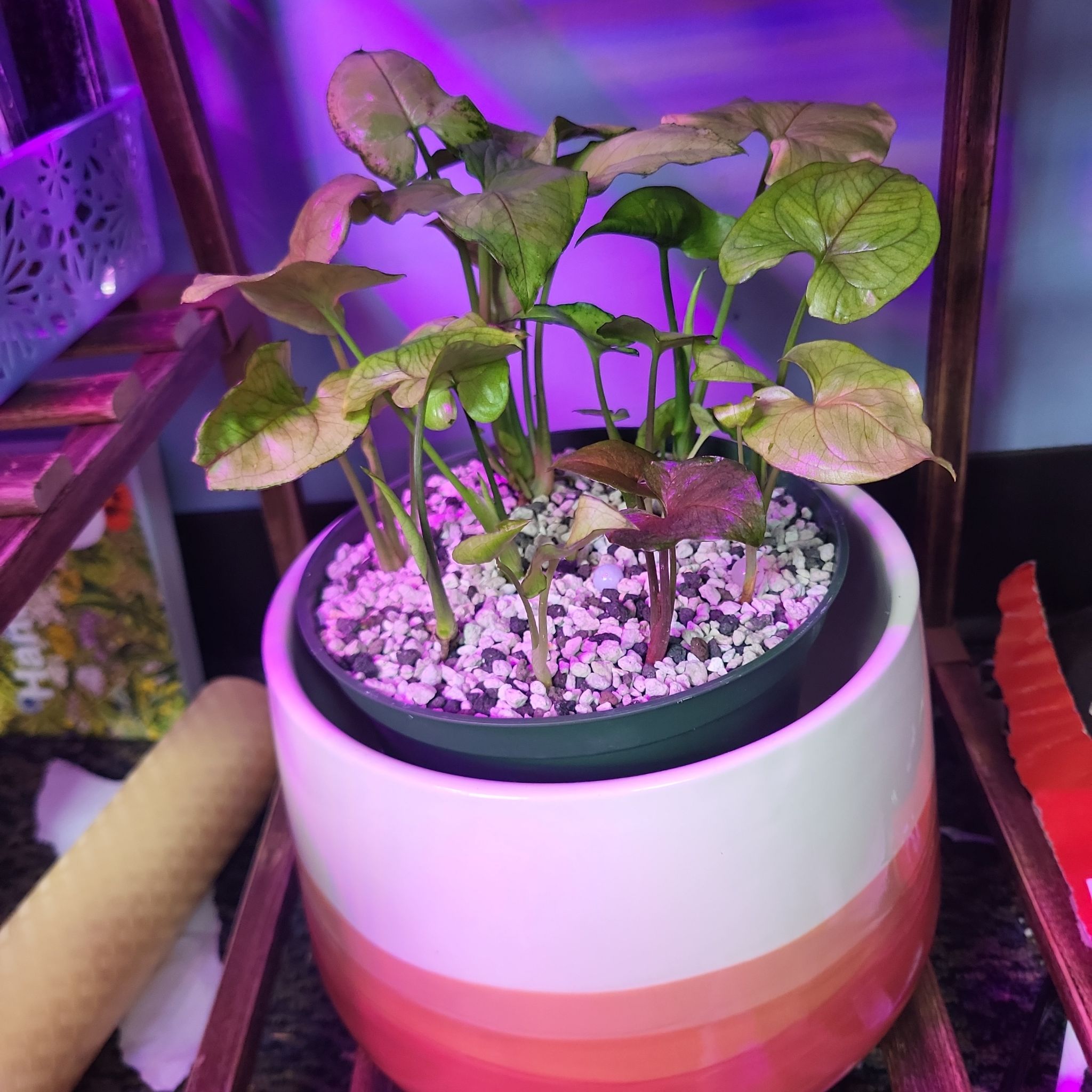 Photo of the plant species Syngonium 'Cream' by @plantbestie1119 named Lavender Allusion on Greg, the plant care app