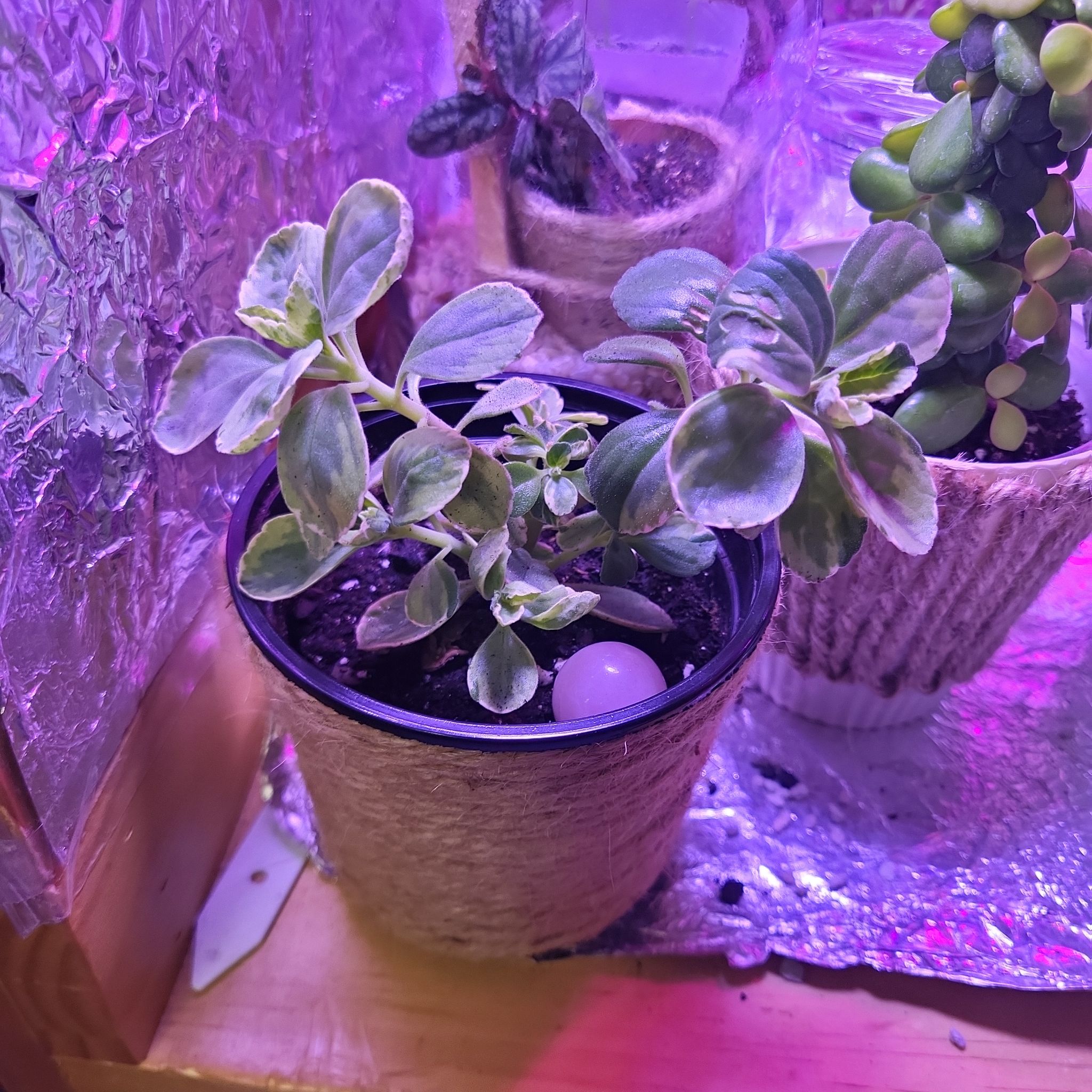 Photo of the plant species Plectranthus Neochilus by @plantbestie1119 named Lebron on Greg, the plant care app