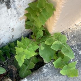 Photo of the plant species Slender Sowthistle by @AscendingKaro62 named Beckham on Greg, the plant care app