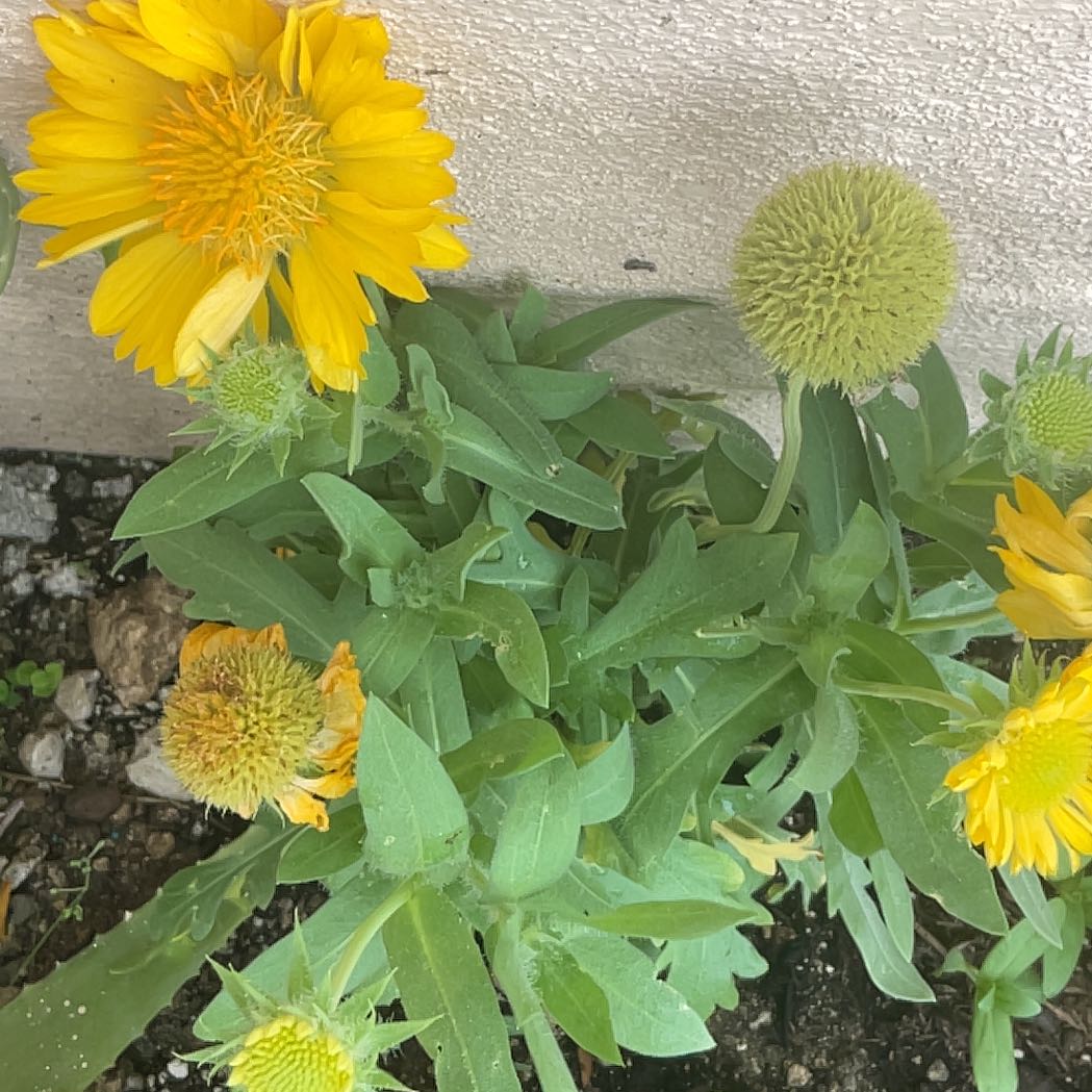 Photo of the plant species Sneezeweed by @AscendingKaro62 named Homer on Greg, the plant care app