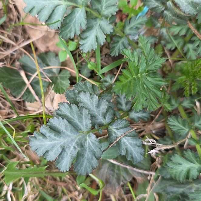 Photo of the plant species White Avens by @GutsyBlueech30 named Orlando Bloom on Greg, the plant care app