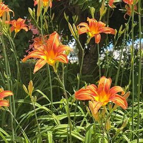 Photo of the plant species Orange Daylily by @AceCodiaeum86 named Orange Daylilies on Greg, the plant care app