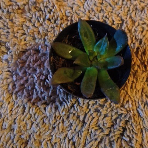 Photo of the plant species Echeveria x Raquel by @MightyColeus36 named Kesha on Greg, the plant care app