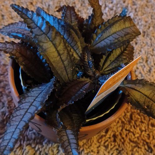 Photo of the plant species Exotic Angel by @MightyColeus36 named Aria on Greg, the plant care app