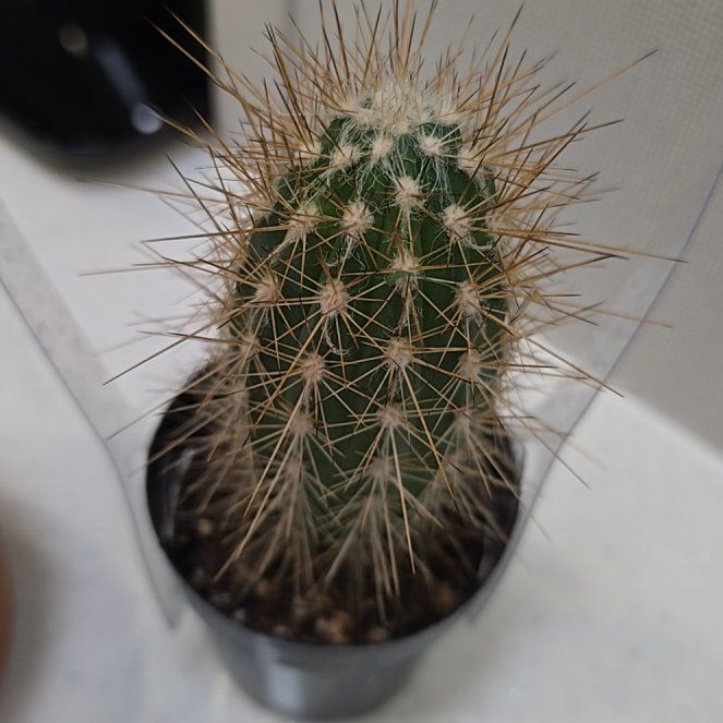 Photo of the plant species Xique-Xique by @TubularIcarus25 named Osmo on Greg, the plant care app