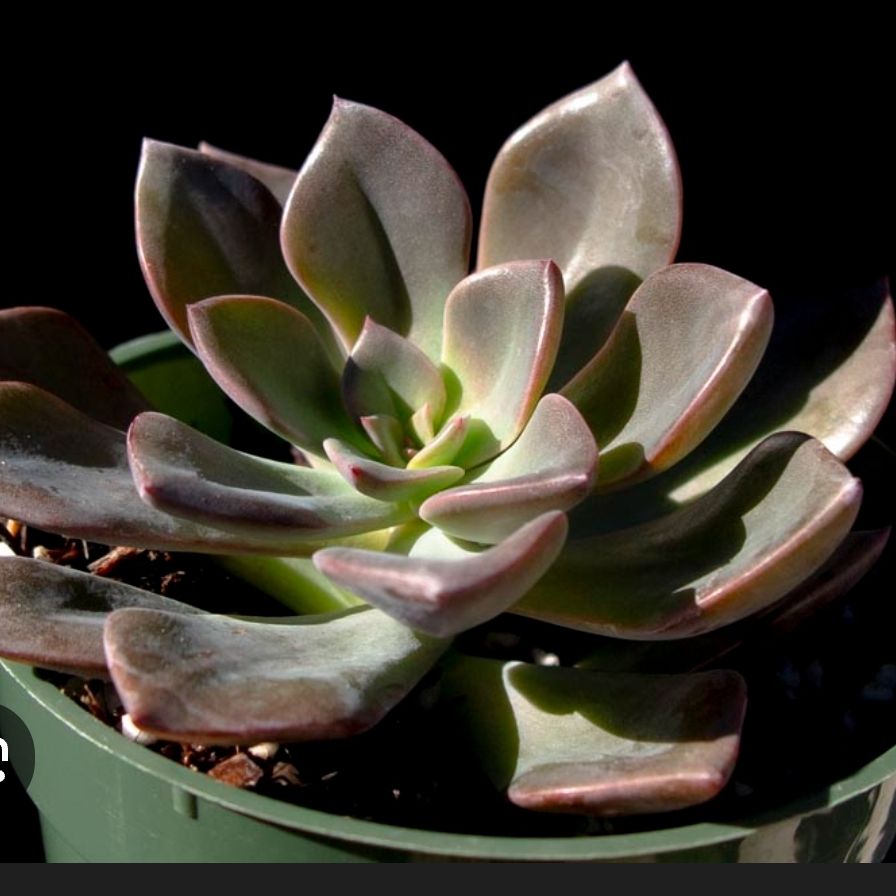 Photo of the plant species Echeveria hybrid sp. by @TrySeaoats31 named Doja Cat on Greg, the plant care app