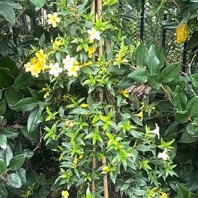 Photo of the plant species Carolina Jessamine by @HappyLemon4 named Rainier on Greg, the plant care app