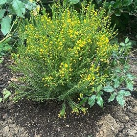 Photo of the plant species Whisk Fern by @HappyLemon4 named Harry on Greg, the plant care app