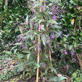 Photo of the plant species Happy Wanderer by @HappyLemon4 named Beckham on Greg, the plant care app