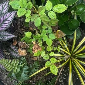 Photo of the plant species African Tuliptree by @HappyLemon4 named Austen on Greg, the plant care app