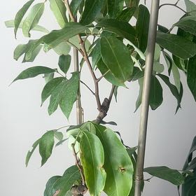 Photo of the plant species Sweetheart Lychee Tree by @GallantMystax13 named Bella on Greg, the plant care app