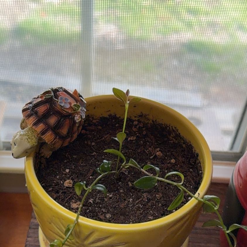 Photo of the plant species gold fish plant by @SageGambeloak96 named Michelle Branch on Greg, the plant care app
