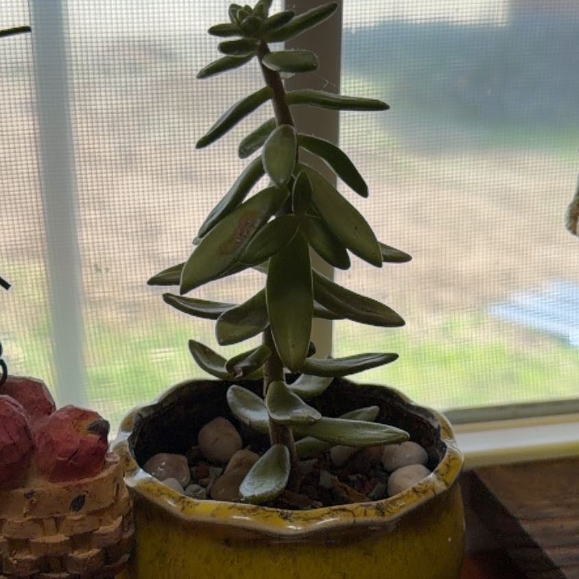Photo of the plant species Succulent by @SageGambeloak96 named Hamilton on Greg, the plant care app