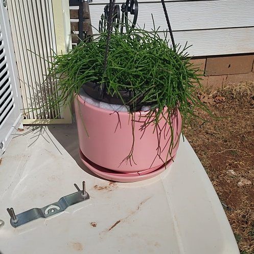 Photo of the plant species Rhipsalis Capilliformis by @HolyWaxvine86 named Dolores on Greg, the plant care app