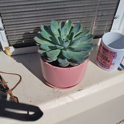 Photo of the plant species Menina by @HolyWaxvine86 named Prince on Greg, the plant care app