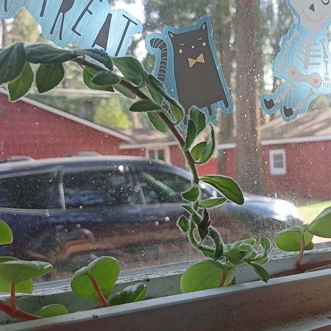 Photo of the plant species Dancing Dolphin by @ProJonquil28 named Zion on Greg, the plant care app