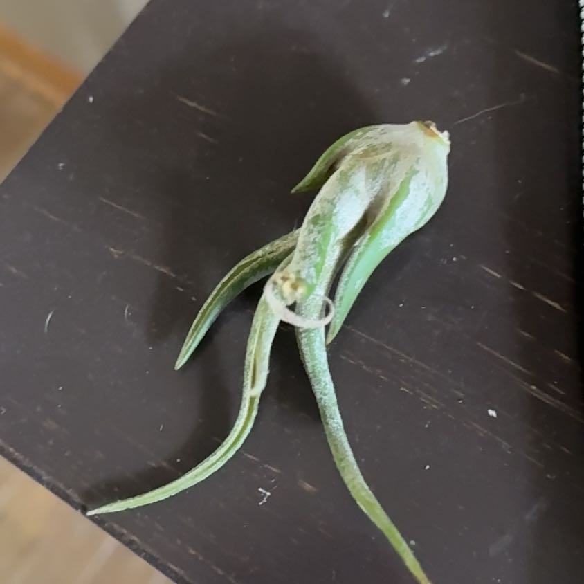 Photo of the plant species Blond Plantain by @RelaxedSalad2 named Lola on Greg, the plant care app