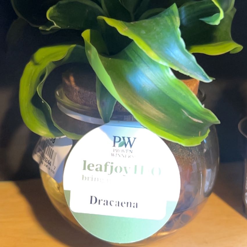 Photo of the plant species Dracaena 'Golden Heart' by @SecurePecan72 named Sage on Greg, the plant care app