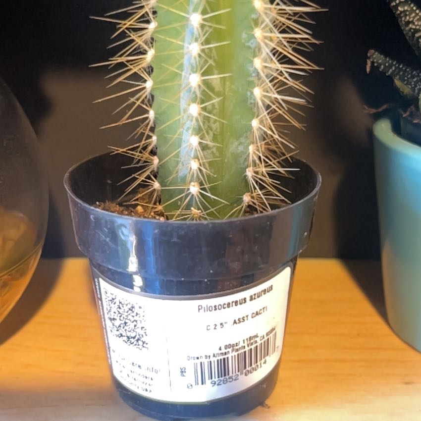 Photo of the plant species Blue Torch Cactus by @SecurePecan72 named Darwin on Greg, the plant care app