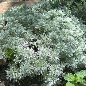 Photo of the plant species Devil in the Bush by @PetNoni59 named Zion on Greg, the plant care app