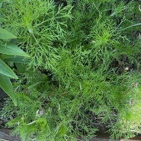 Photo of the plant species Dog Fennel by @PetNoni59 named Sir Plancelot on Greg, the plant care app