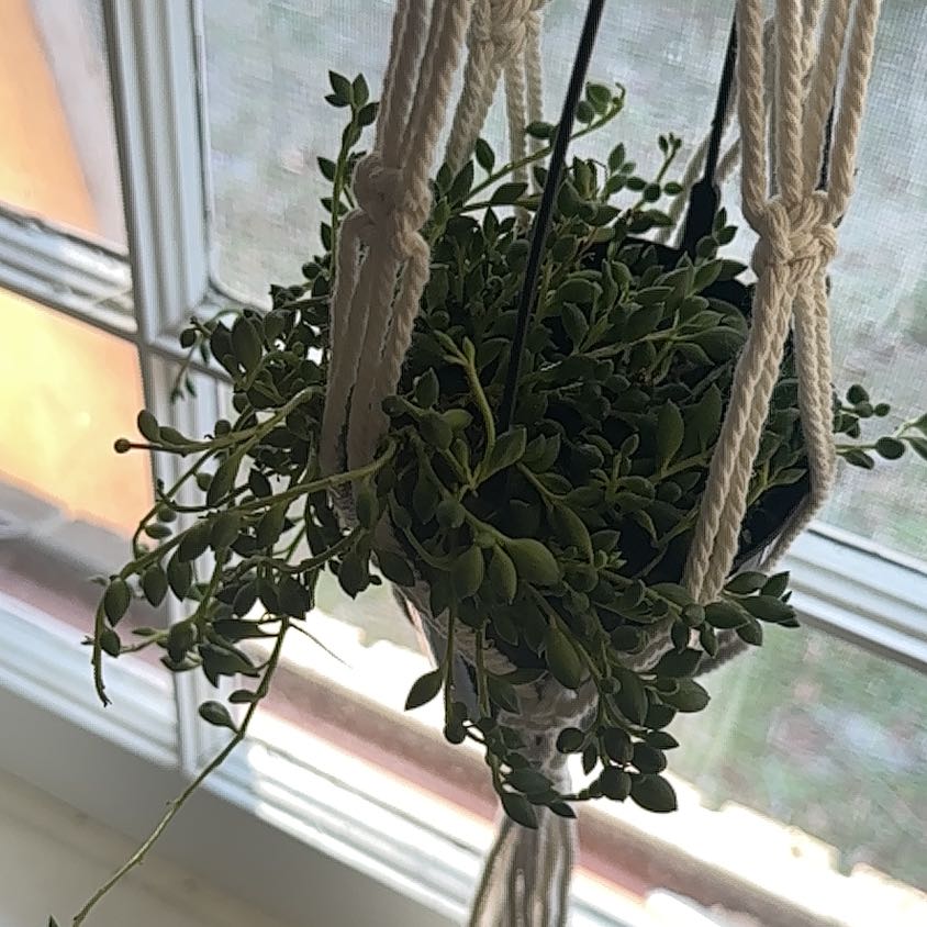 Photo of the plant species String Of Raindrops by @JuicyPinkpoui22 named Mary on Greg, the plant care app