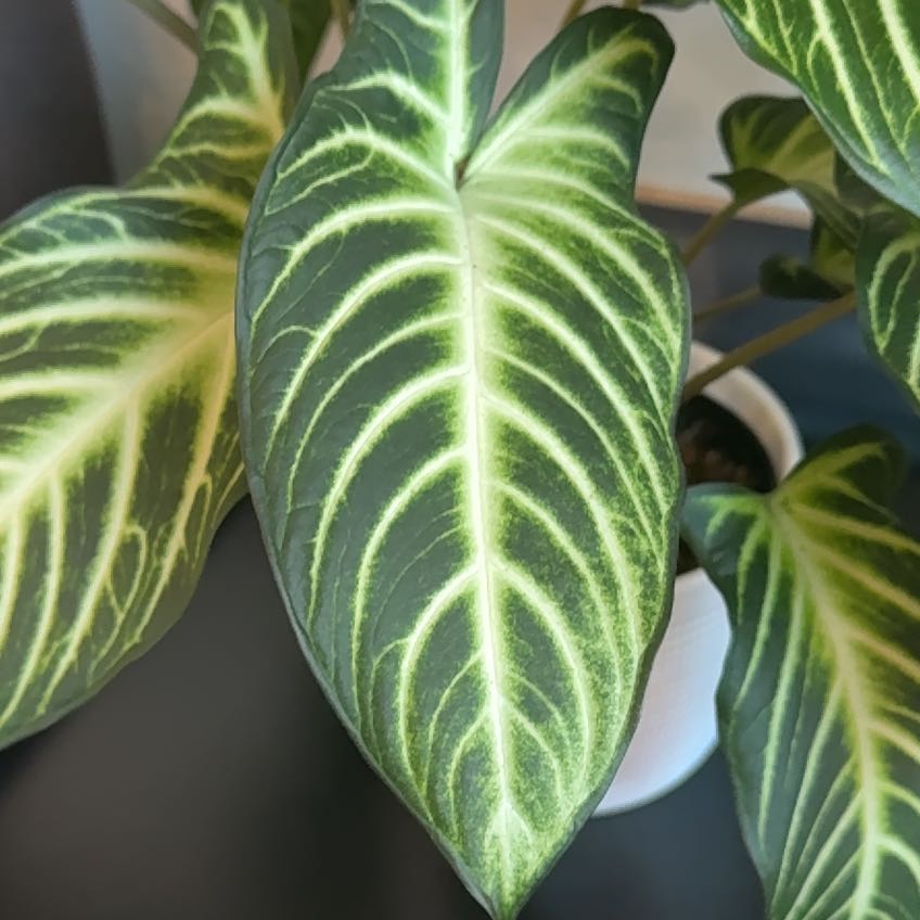 Photo of the plant species Xanthosoma by @MeekSilverspa64 named Luna on Greg, the plant care app