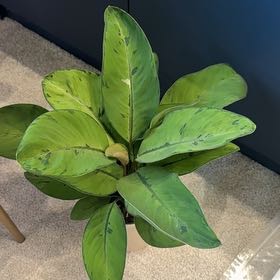 Photo of the plant species Homalomena 'Selby' by @MeekSilverspa64 named Aria on Greg, the plant care app