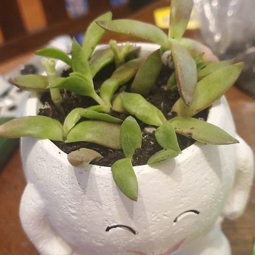 Photo of the plant species Crassula capitella 'Campfire' by @DollTauhinu91 named Baesil on Greg, the plant care app