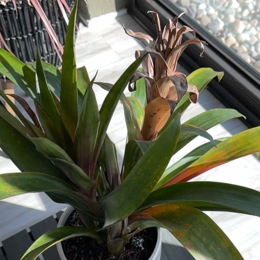 Photo of the plant species Red Bromeliad by @ChirpyTimeout27 named Elle on Greg, the plant care app