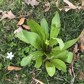 Photo of the plant species Common Shootingstar by @GiftedOnion31 named Mollie on Greg, the plant care app