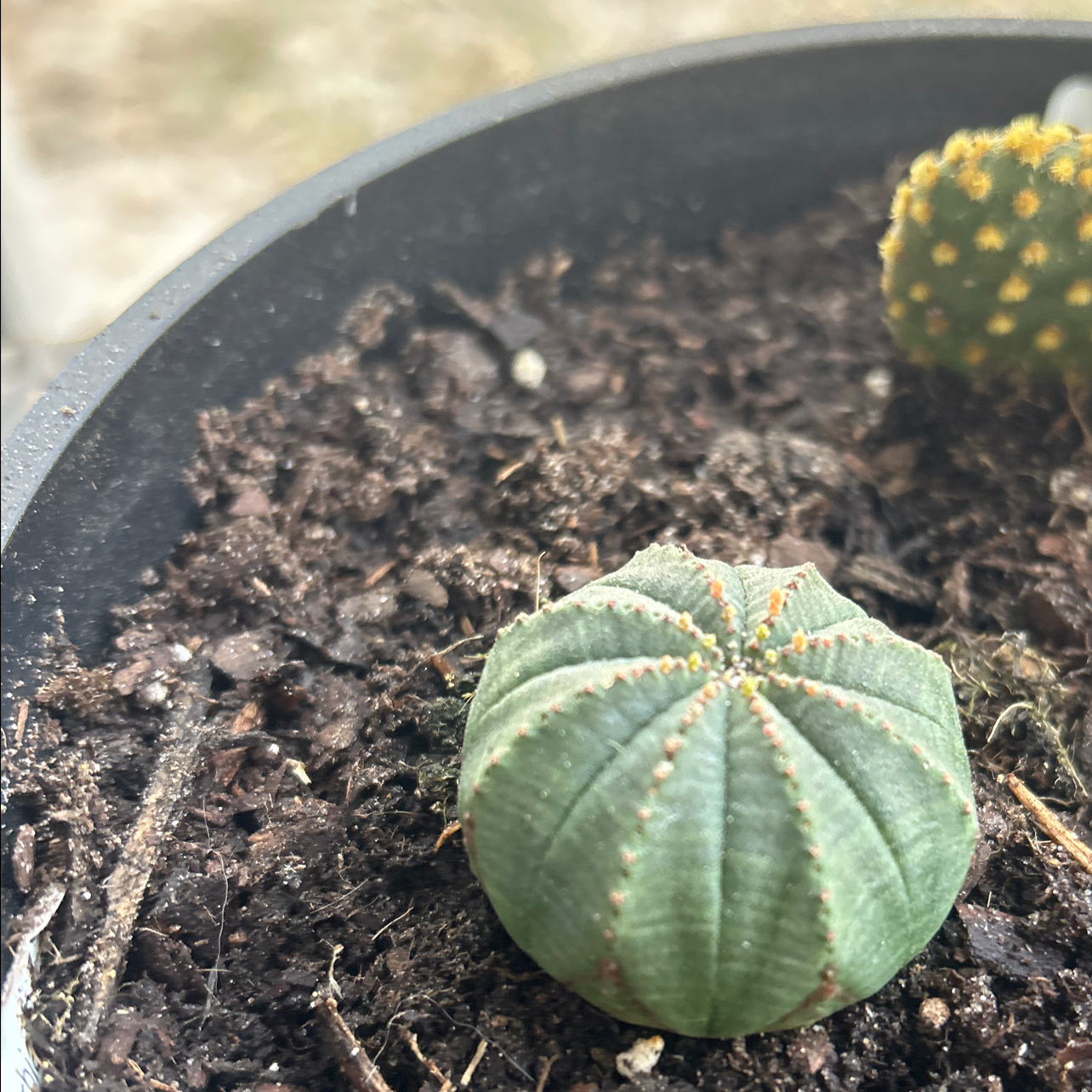 Photo of the plant species Baseball Plant by @DeanLichen47 named Navajo on Greg, the plant care app