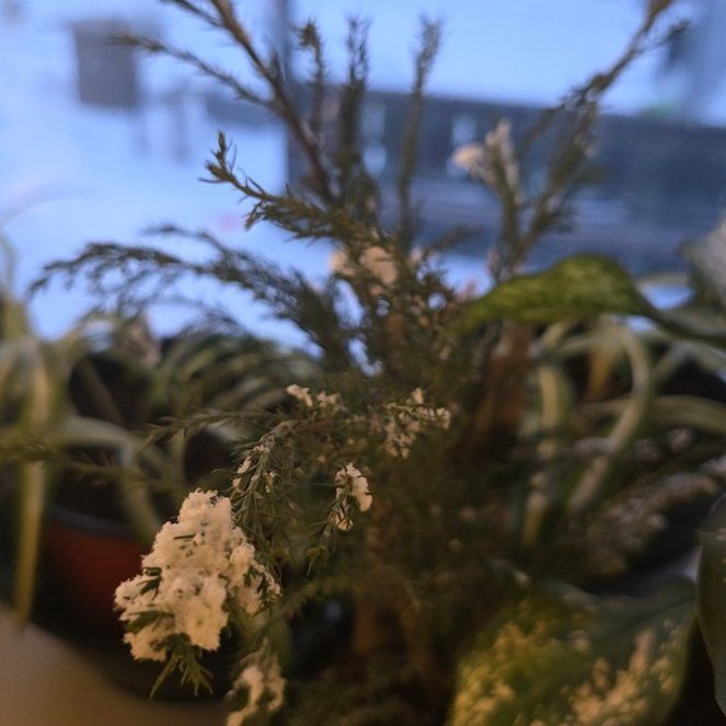 Photo of the plant species Atlantic White Cedar by @DirectTipa19 named Scarlett on Greg, the plant care app