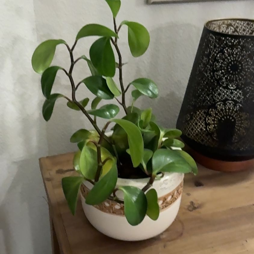 Photo of the plant species jade by @HeirCliantro22 named Treeyoncé on Greg, the plant care app