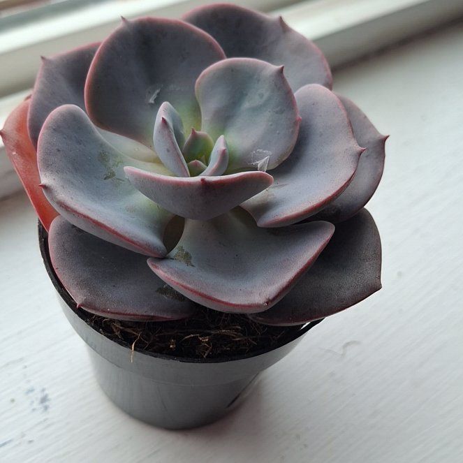Photo of the plant species Echeveria 'Dusty Rose' by @ZingyAcajou50 named Rosie on Greg, the plant care app