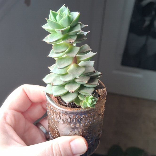 Photo of the plant species Echeveria colorata by @ZingyAcajou50 named Spikey and Spike on Greg, the plant care app