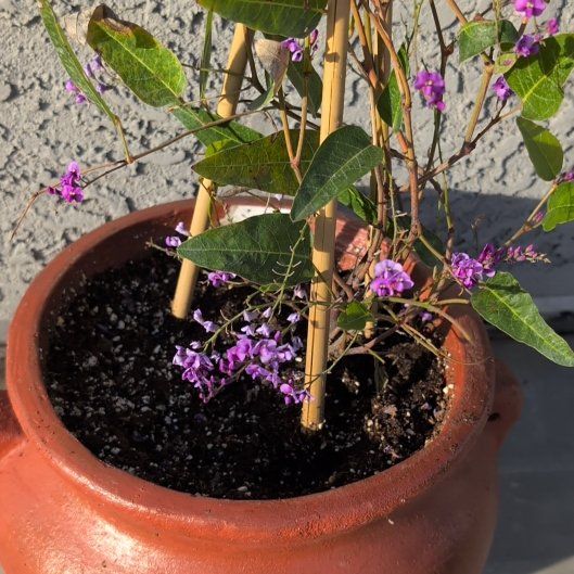 Photo of the plant species Happy Wanderer by @StaunchSnowdrop named Forrest on Greg, the plant care app