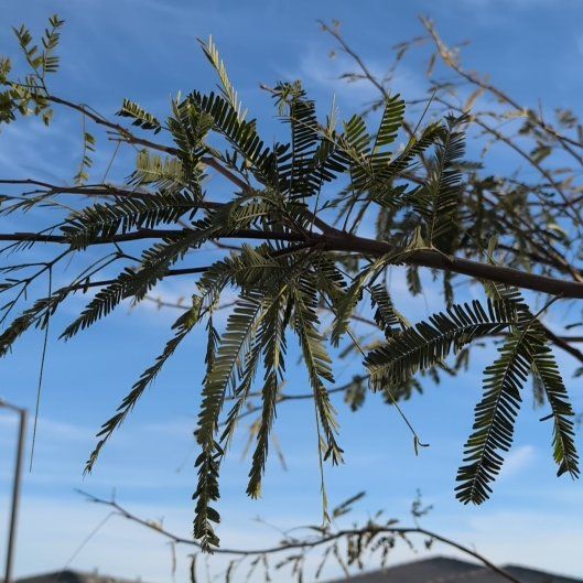 Photo of the plant species Colorado Riverhemp by @StaunchSnowdrop named LiloStitch on Greg, the plant care app