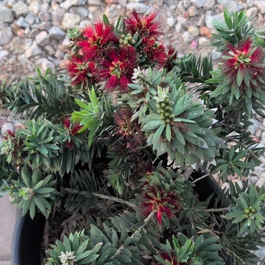 Photo of the plant species Little John Dwarf Bottlebrush by @StaunchSnowdrop named Lavender on Greg, the plant care app
