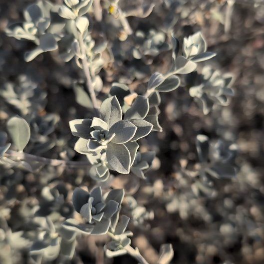 Photo of the plant species Purple Sage by @StaunchSnowdrop named Gates on Greg, the plant care app