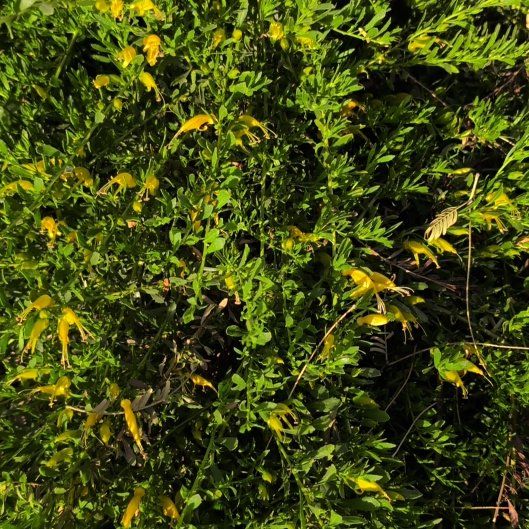 Photo of the plant species Emu Bush by @StaunchSnowdrop named Xena on Greg, the plant care app