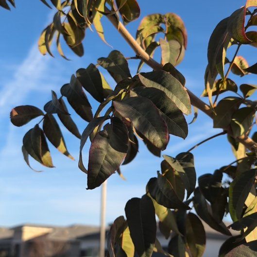 Photo of the plant species Chinese Pistache by @StaunchSnowdrop named Duke on Greg, the plant care app